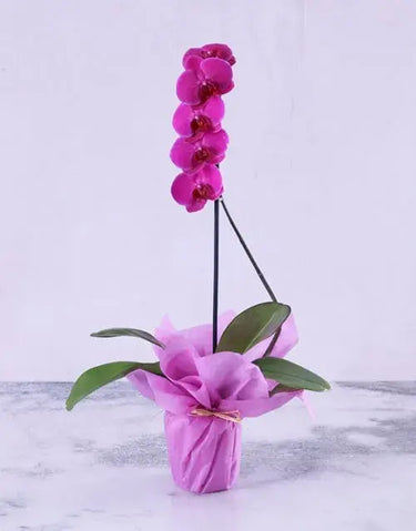 Phalaenopsis Orchid Plant - Single Stem Purple Orchid Plant in Purple Wrapping